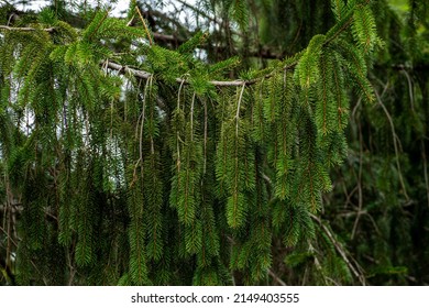 Norway Spruce Tree In Early Spring.