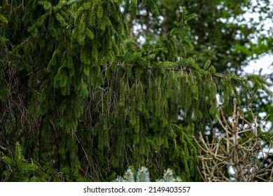 Norway Spruce Tree In Early Spring.