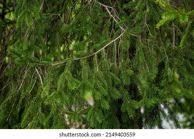 Norway Spruce Tree In Early Spring.