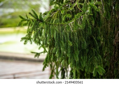 Norway Spruce Tree In Early Spring.