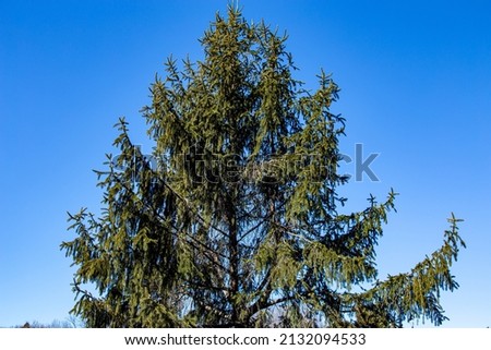 Norway spruce tree in early spring.