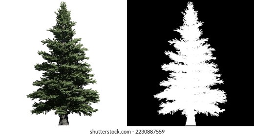 Norway Spruce Tree isolated on white background with alpha clipping mask