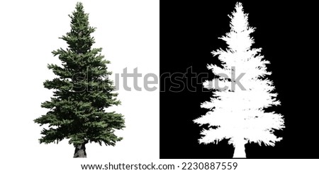 Norway Spruce Tree isolated on white background with alpha clipping mask