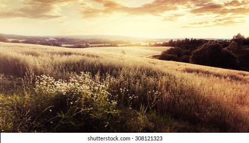 Norway Summer Landscape With Wheat Field And Clouds.