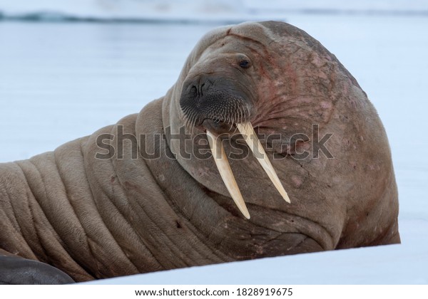 Norway, Svalbard, Nordaustlandet, Austfonna. Walrus\
on ice.