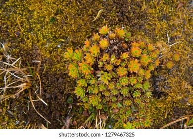 Norway.  Tufted Saxifrage.