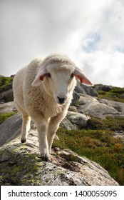 Norway White Sheep In The Highlands Walking On Granitic Rocks. Western Norway. Kjerag Mountain.