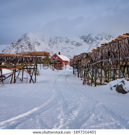 Norway winter landscape with stockfish and red house with mountains behind. Lofoten, Norway.