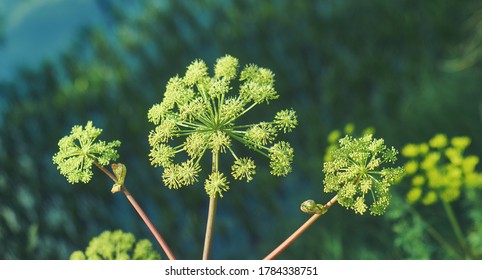 Norwegian angelica, Angelica archangelica, biennial plant from the family Apiaceae, a subspecies of which is cultivated for its sweetly scented edible stems and roots