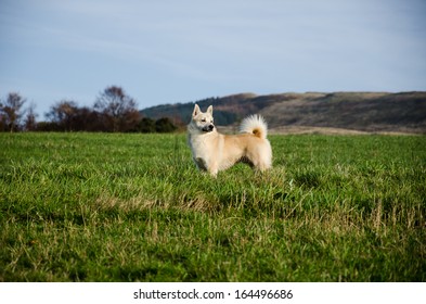 Norwegian Buhund