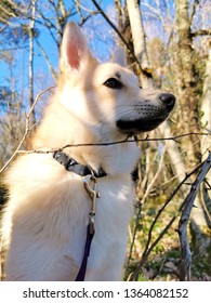 Norwegian Buhund, 7mo Old Female