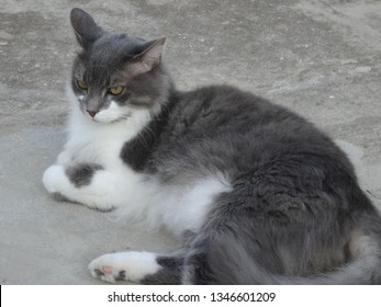 Gray Tom Cat Images Stock Photos Vectors Shutterstock