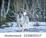 Norwegian elkhound guarding house in winter day. The Norwegian Elkhound has served as a hunter, guardian, herder, and defender.