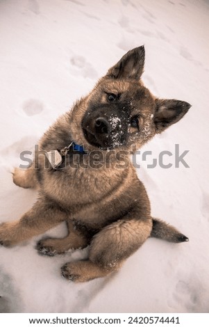 Norwegian Elkhound puppy covered in snow looking a camera showing off his bell around his neck on a cold snowy Alberta day