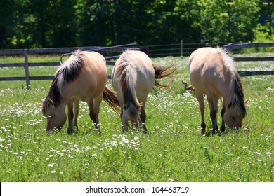 Norwegian Fjord Horse