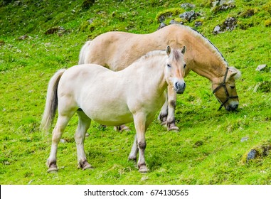 Norwegian Fjord Horse