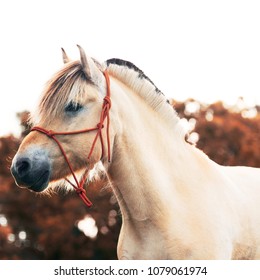 Cheval De Fjord Images Stock Photos Vectors Shutterstock