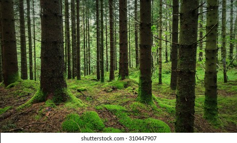 Norwegian Forest