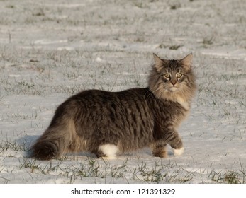 Norwegian Forest Cat