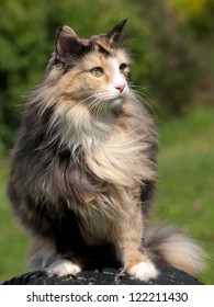 Norwegian Forest Cat