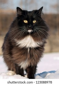 Norwegian Forest Cat