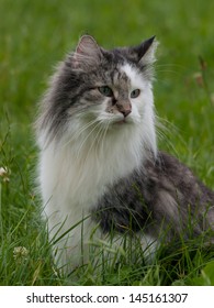 Norwegian Forest Cat