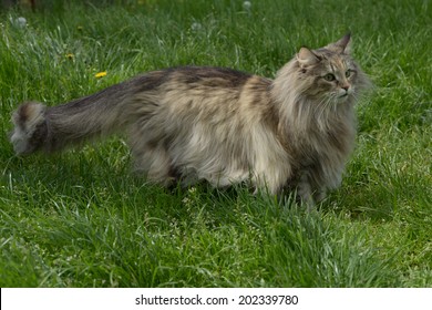 Norwegian Forest Cat