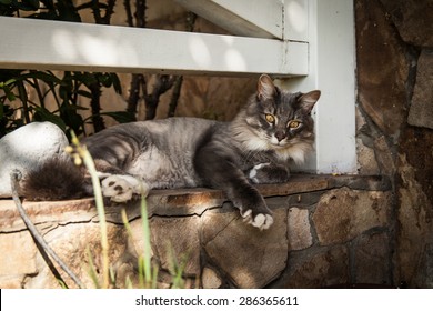 Norwegian Forest Cat