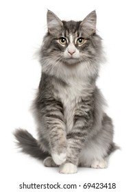 Norwegian Forest Cat Images Stock Photos Vectors Shutterstock