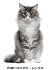Norwegian Forest Cat, 5 Months Old, Sitting In Front Of White Background