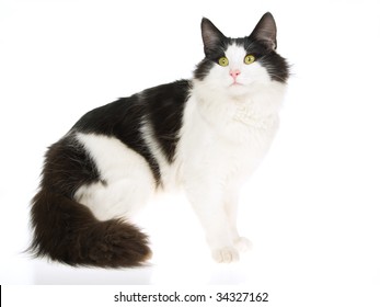 Featured image of post Steps to Prepare Norwegian Forest Cat Black And White