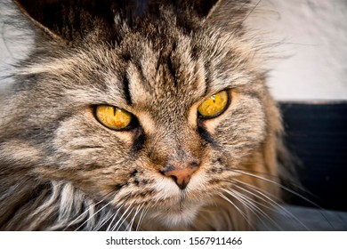 Norwegian Forest Cat Domestic Cat Portrait Stock Photo 1567911466 ...