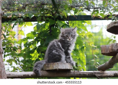 Norwegian Forest Cat In An Enclosure Outdoor