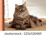 Norwegian forest cat female with eyes wide open
