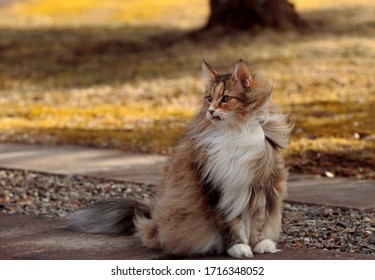 A norwegian forest cat female with flowing hair sitting outdoors in windy weather