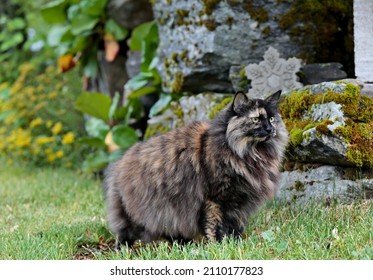 A Norwegian forest cat female standing in green garden on a summer day