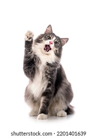 Norwegian Forest cat in front of white background