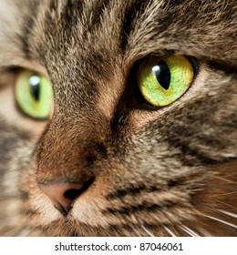 Norwegian Forest Cat Green Eyes Lots Stock Photo Edit Now