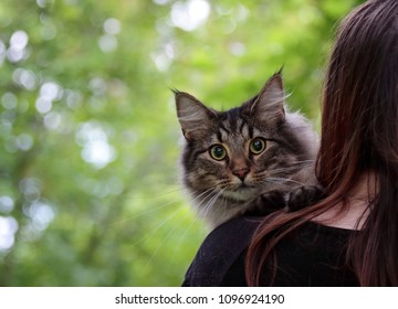 Norwegian Forest Cat Looking Over A  Girls Shoulder