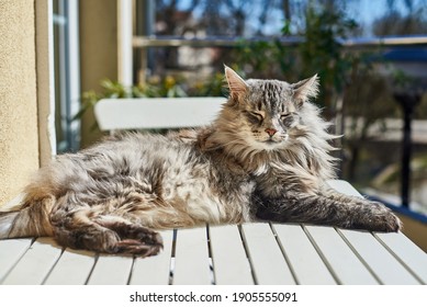 A Norwegian forest cat lounges on a table outside on a sunny day  - Powered by Shutterstock