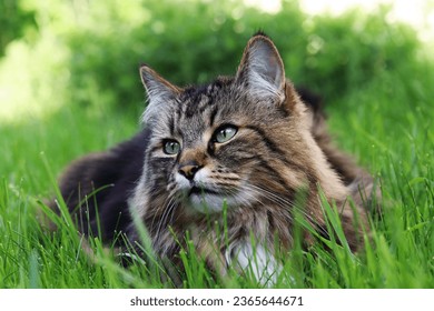 A Norwegian Forest Cat lying relaxed in the grass