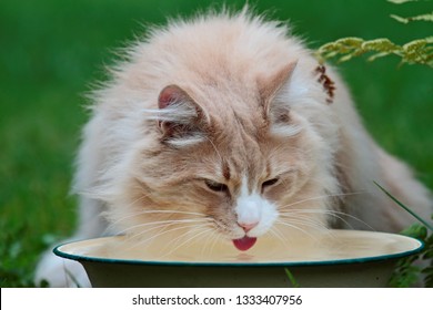 Norwegian Forest Cat Male Drinking Water From A Bowl