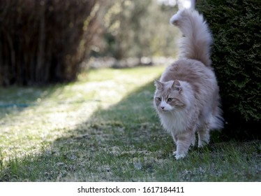 Norwegian Forest Cat Male Marking Its Territory  In The Evening Light