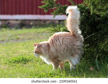 A Norwegian Forest Cat Male Marking Its Territory