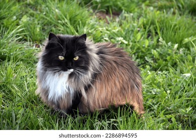 Norwegian forest cat on a meadow
