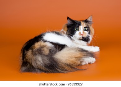 Norwegian forest cat on orange background - Shutterstock ID 96333329