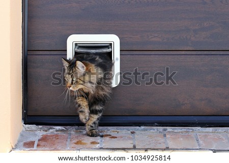 A Norwegian Forest Cat passes through a cat flap
