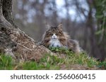 Norwegian forest cat resting peacefully on a meadow. feline beauty.