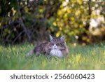 Norwegian forest cat resting peacefully on a meadow. feline beauty