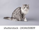 Norwegian Forest Cat sitting in front of light grey background